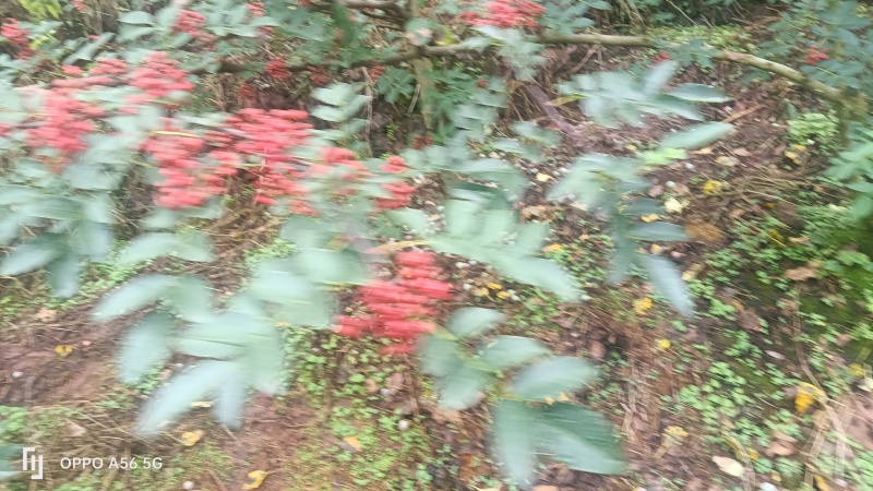 红花椒