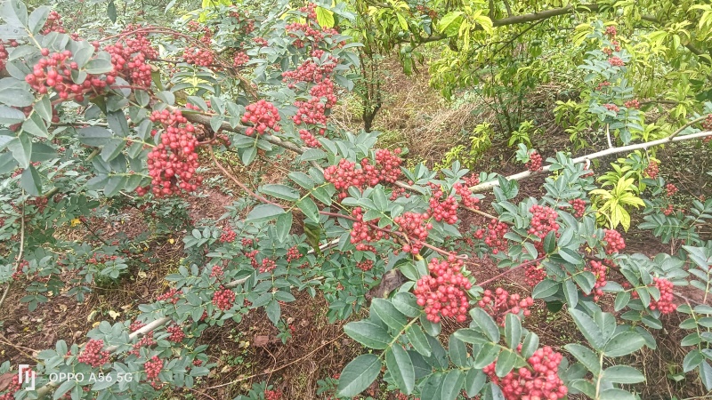 红花椒