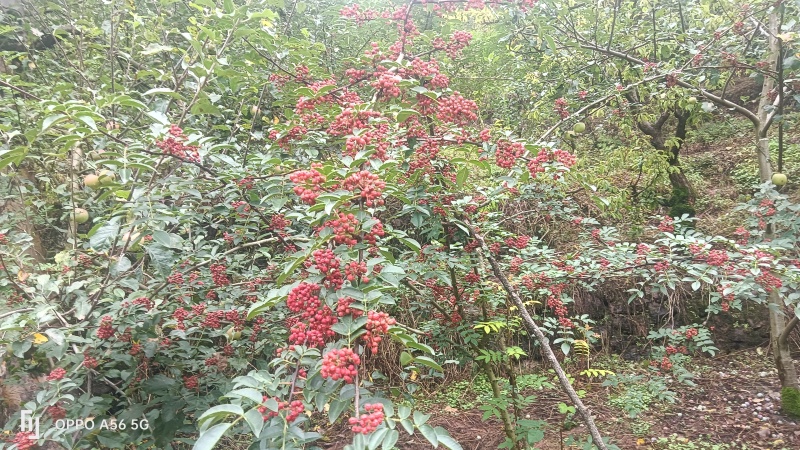 红花椒