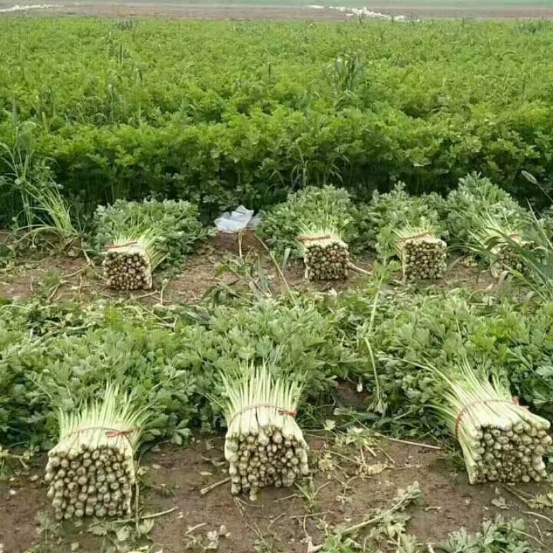 精品五指芹菜