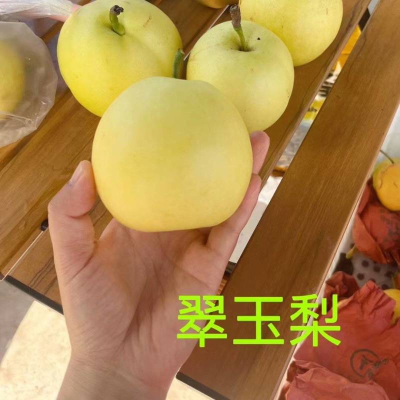 翠玉梨