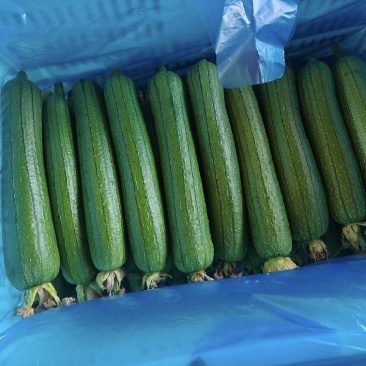 精品油丝瓜大掉价，大量现货