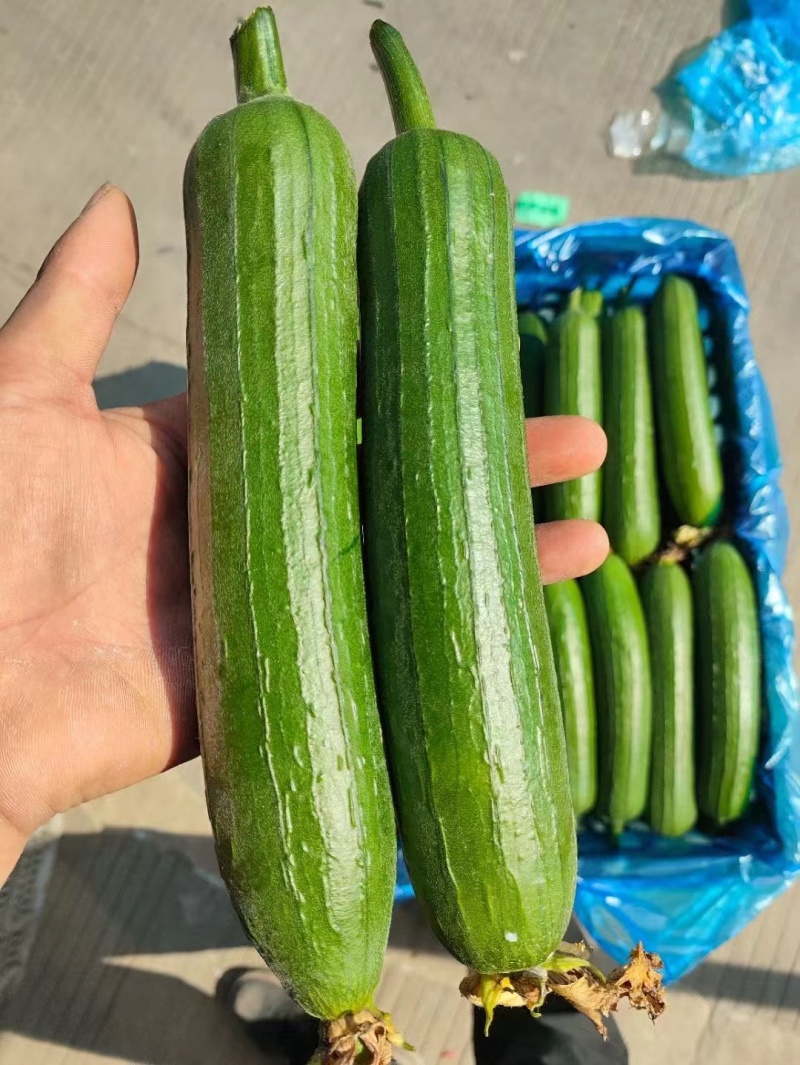 精品油丝瓜大掉价，大量现货