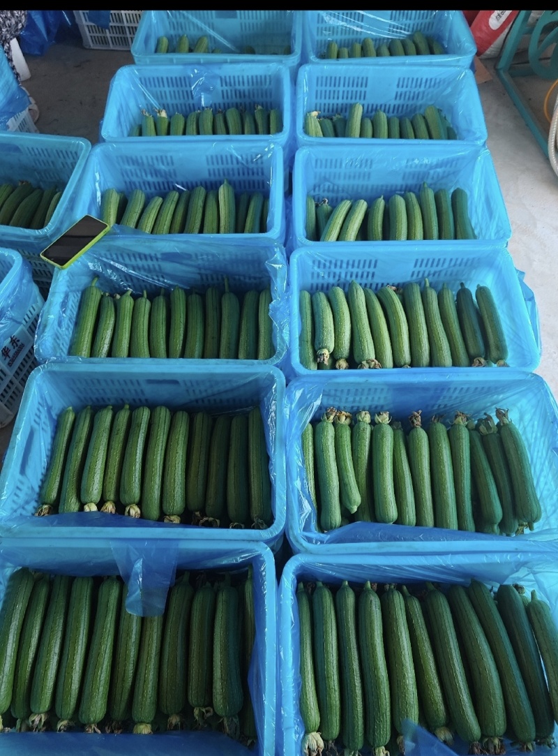 精品油丝瓜大掉价，大量现货