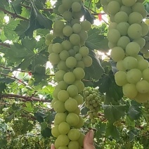 黄金蜜葡萄大量上市自家种植品质保证欢迎来电咨询洽谈