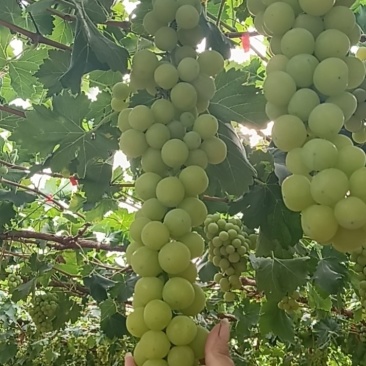 黄金蜜葡萄大量上市自家种植品质保证欢迎来电咨询洽谈