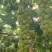 黄金蜜葡萄大量上市自家种植品质保证欢迎来电咨询洽谈