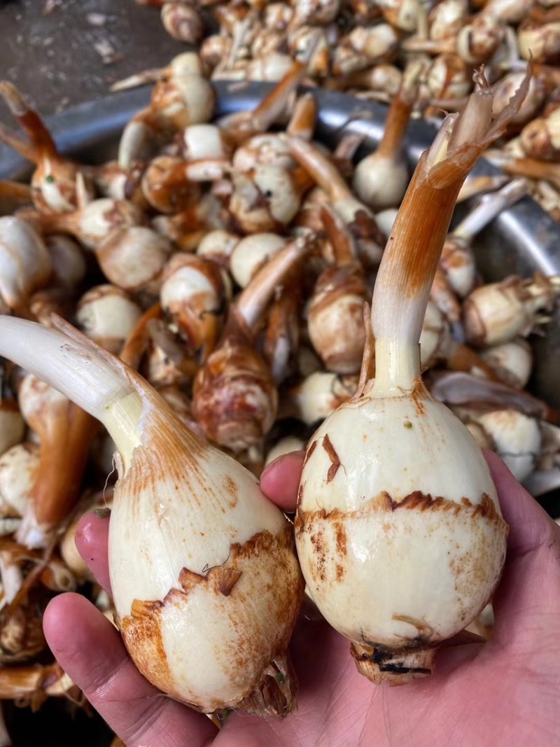 茨菇，慈姑，白肉茨菇，自产自销，规格齐全