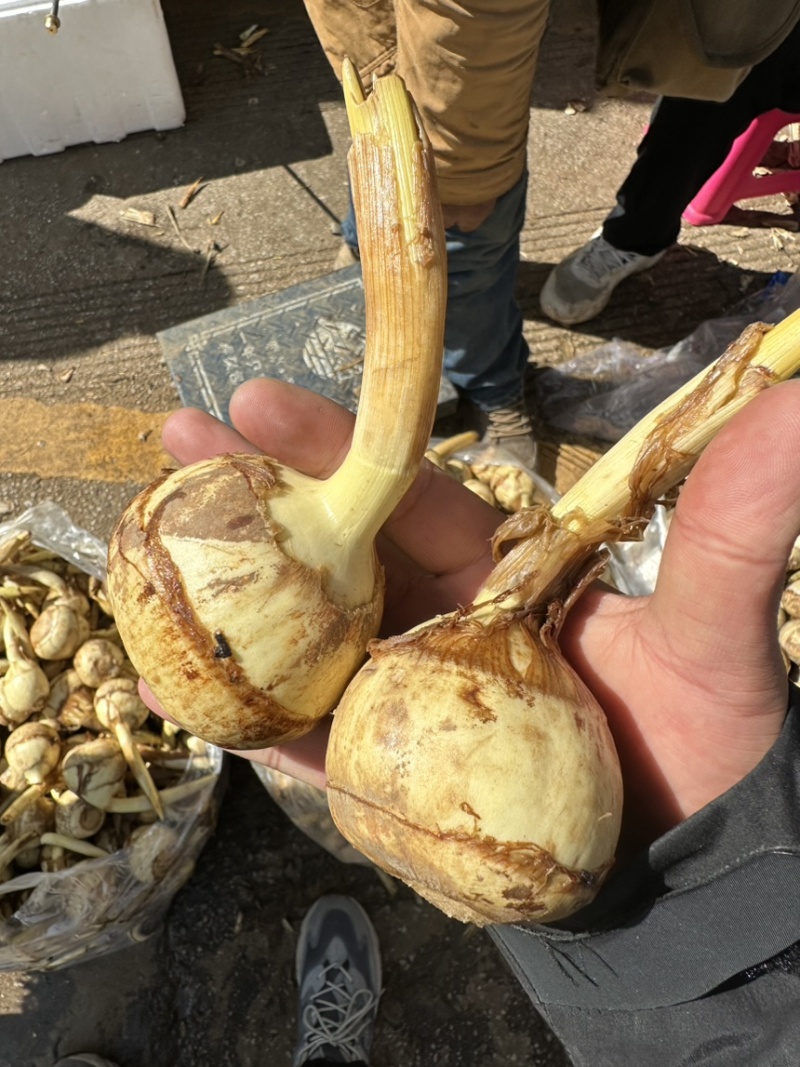 茨菇，慈姑，白肉茨菇，自产自销，规格齐全