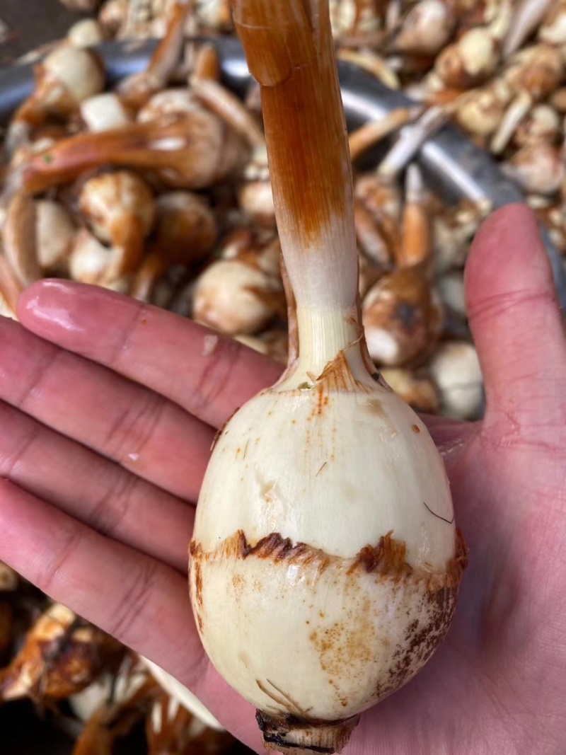 茨菇，慈姑，白肉茨菇，自产自销，规格齐全
