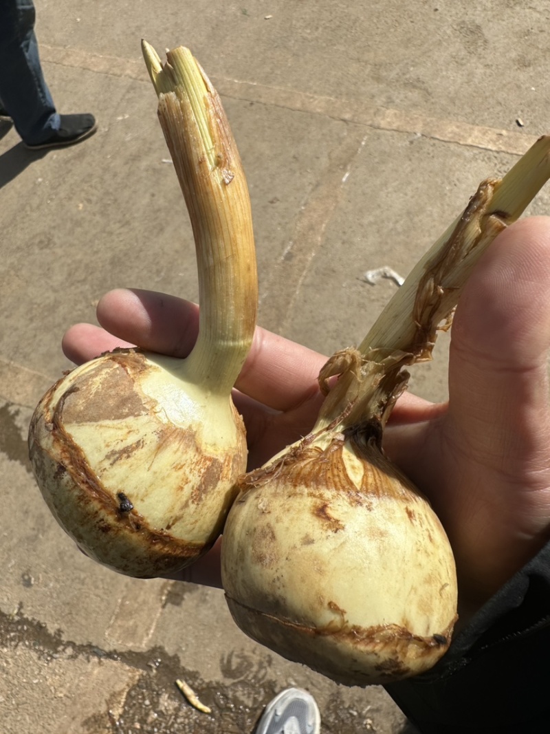 茨菇，慈姑，白肉茨菇，自产自销，规格齐全