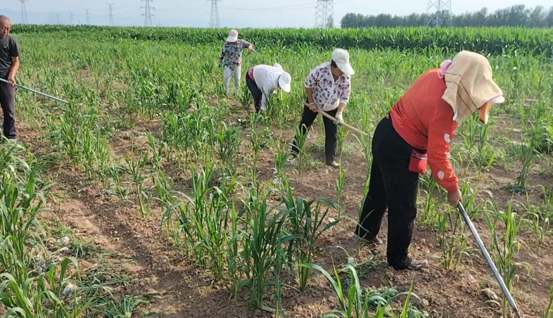 山西黄小米600亩种植基地厂家直供