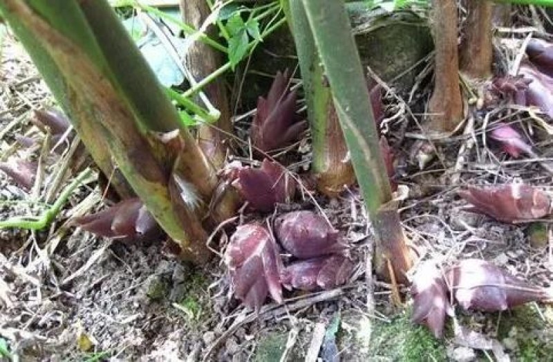 优质阳荷