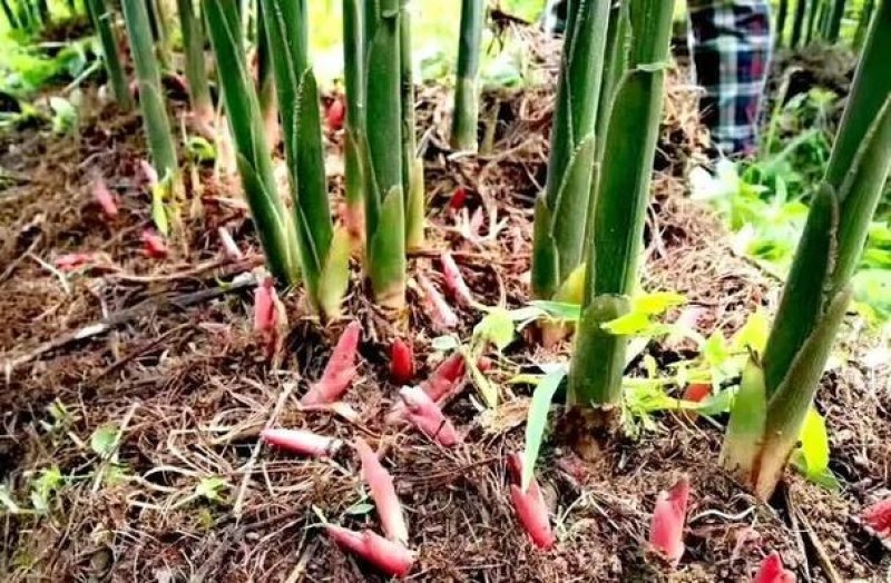 优质阳荷