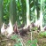 优质阳荷
