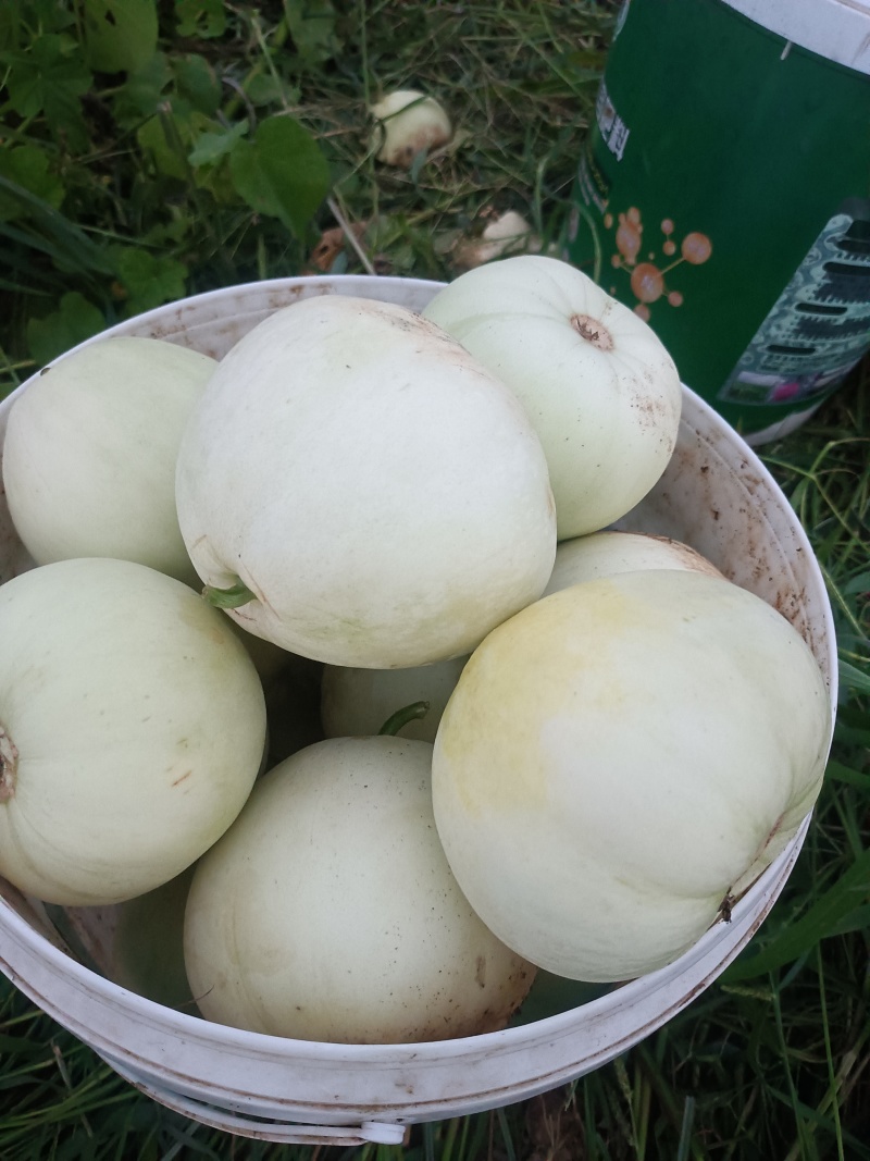鲁山县库区乡昭平湖甜宝