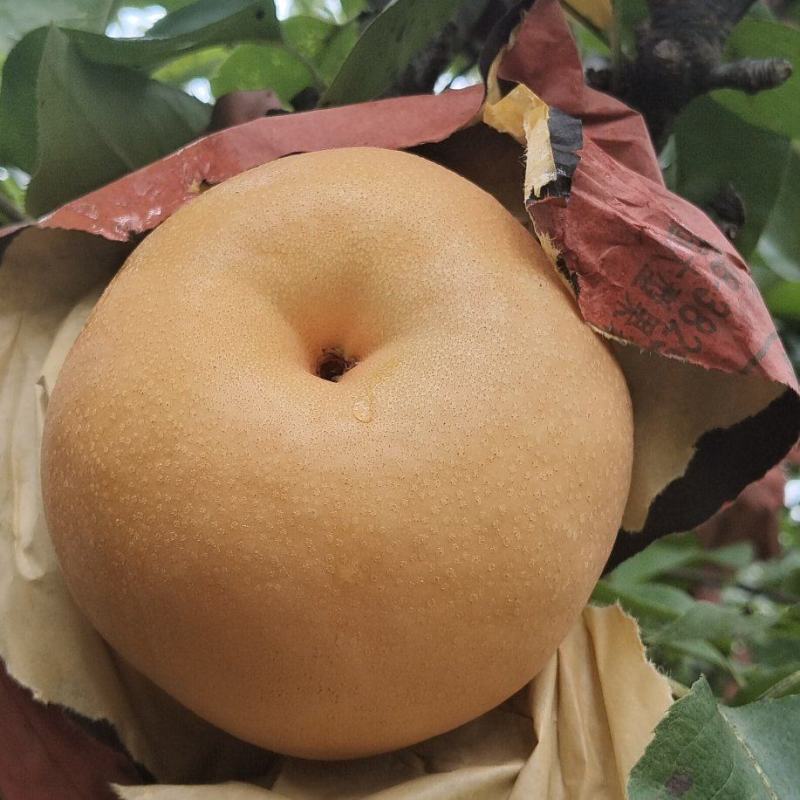 风水梨