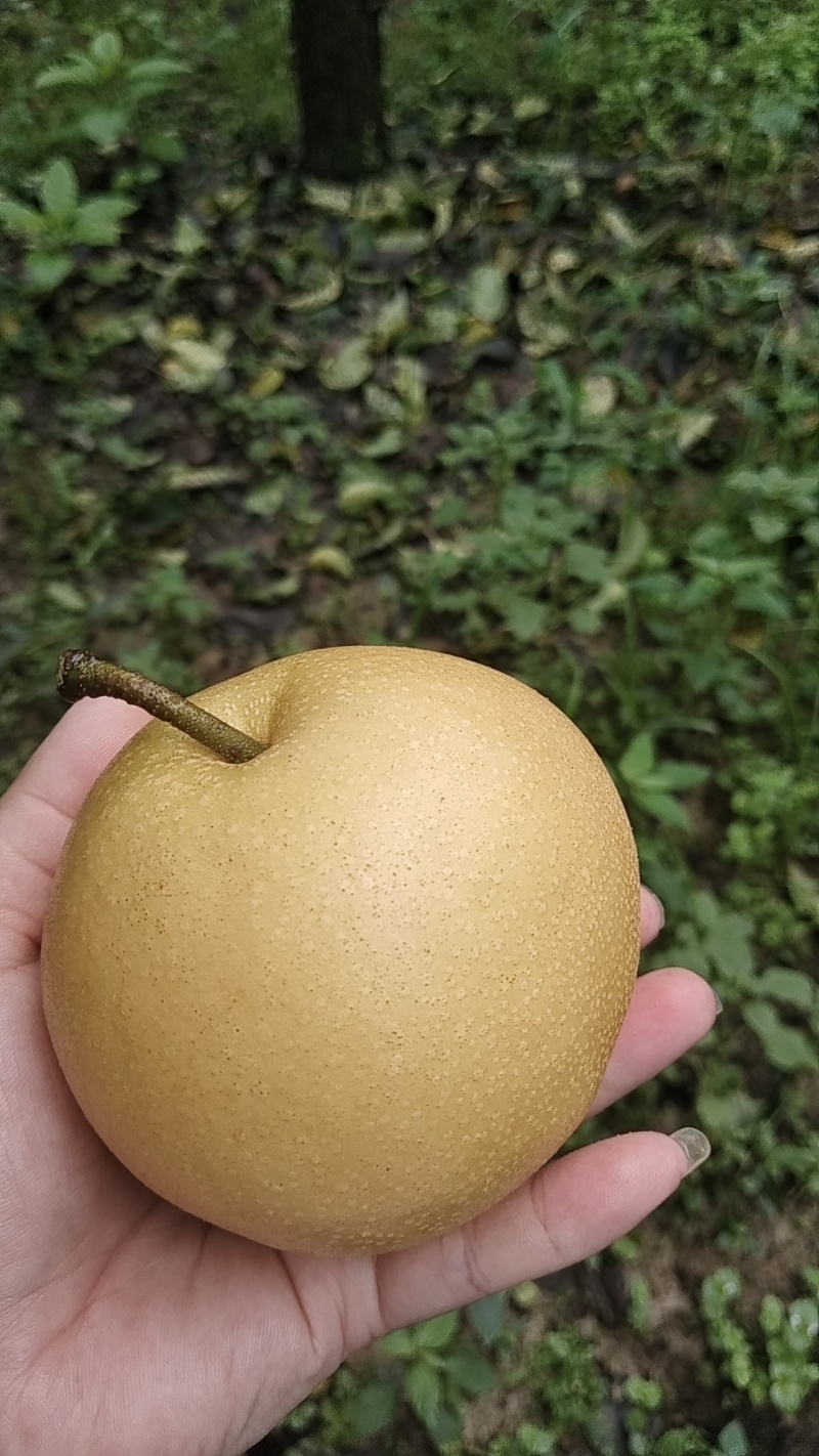 风水梨