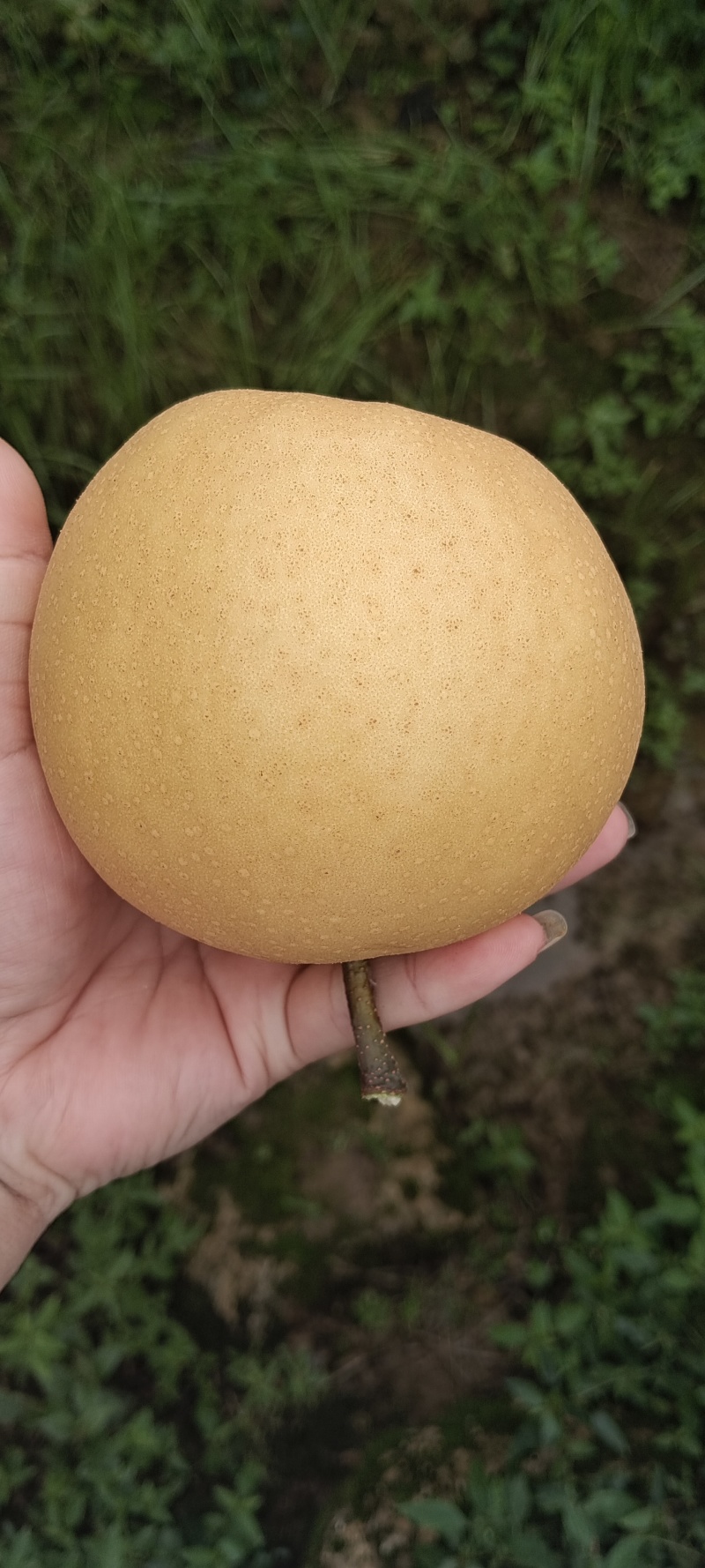 风水梨