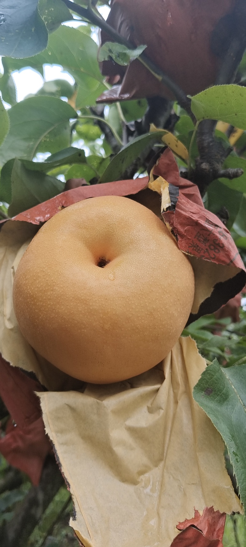 风水梨