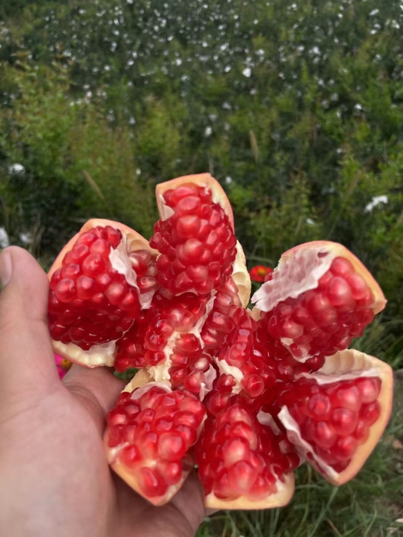 会理软籽石榴，大量供应电商货，市场果，越南货，诚信经营。