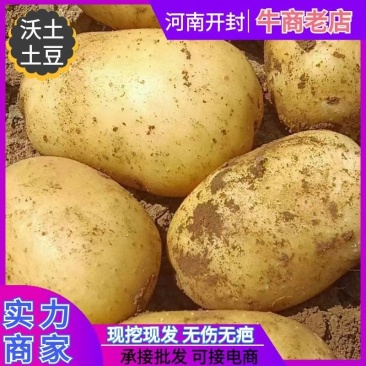 【署形好】河南土豆精品沃土五号土豆大小规格齐全无青头擦伤