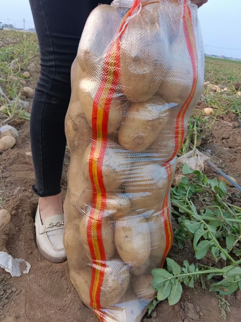 【署形好】河南土豆精品沃土五号土豆大小规格齐全无青头擦伤