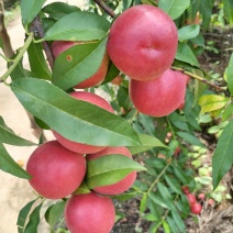 珍珠枣油桃