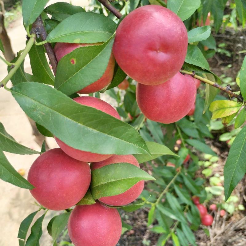 珍珠枣油桃