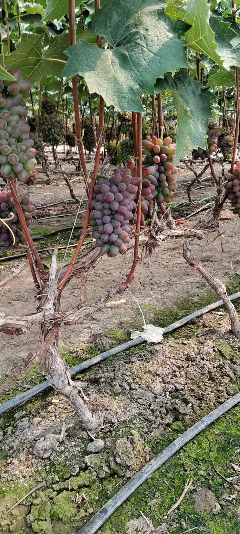 【推荐】茉莉香葡萄，大量供应产地直发一手货源全国发货