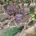 【推荐】茉莉香葡萄，大量供应产地直发一手货源全国发货