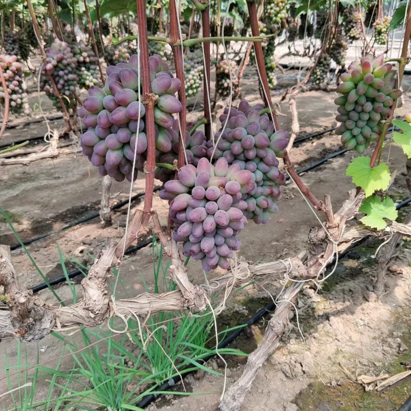 【推荐】茉莉香葡萄，大量供应产地直发一手货源全国发货