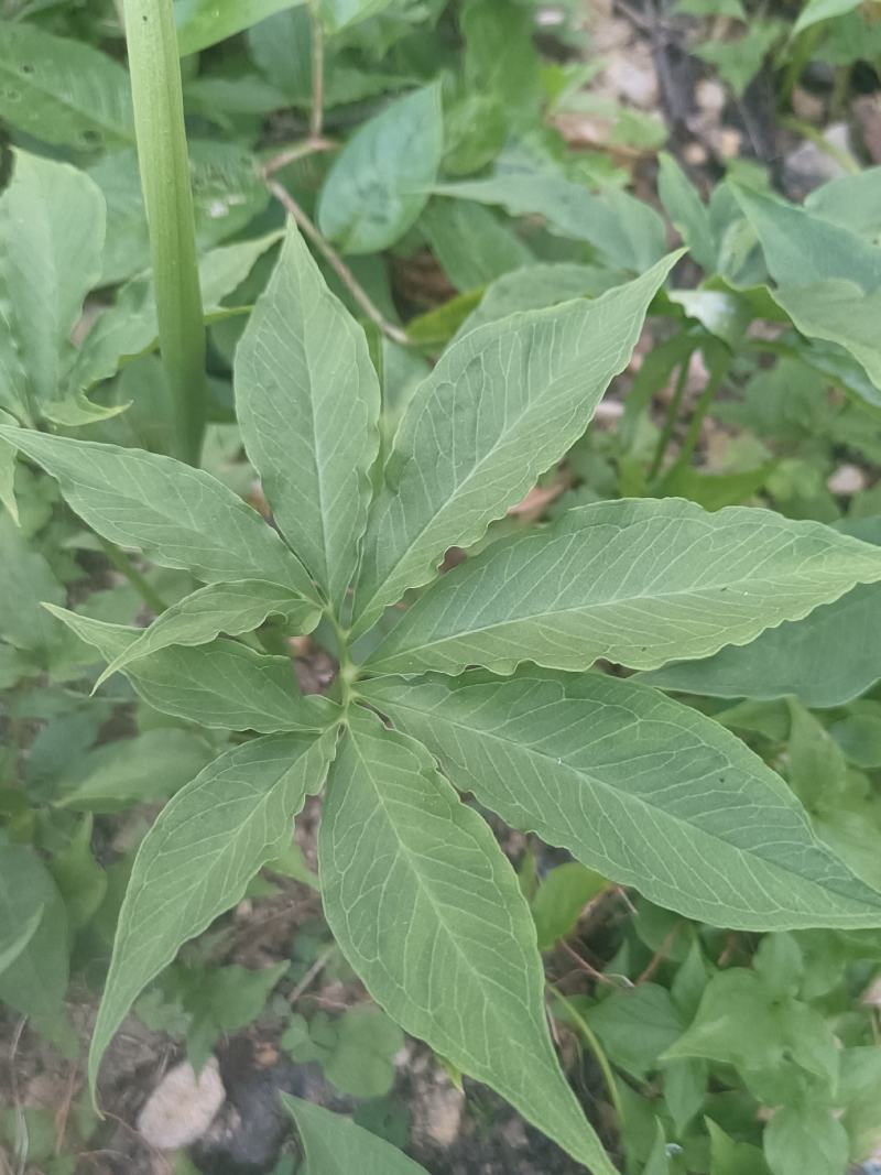 蛇六谷、蒟蒻、魔芋、虎掌、花伞把、麻芋子、