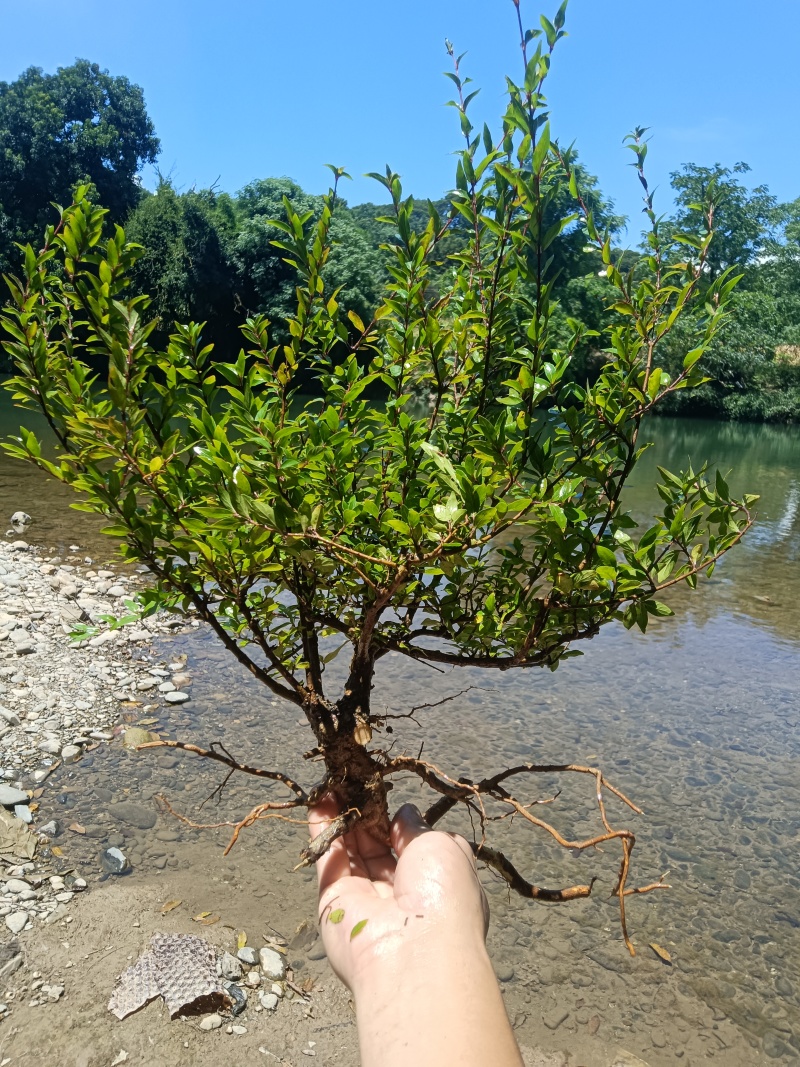 水杨梅批发