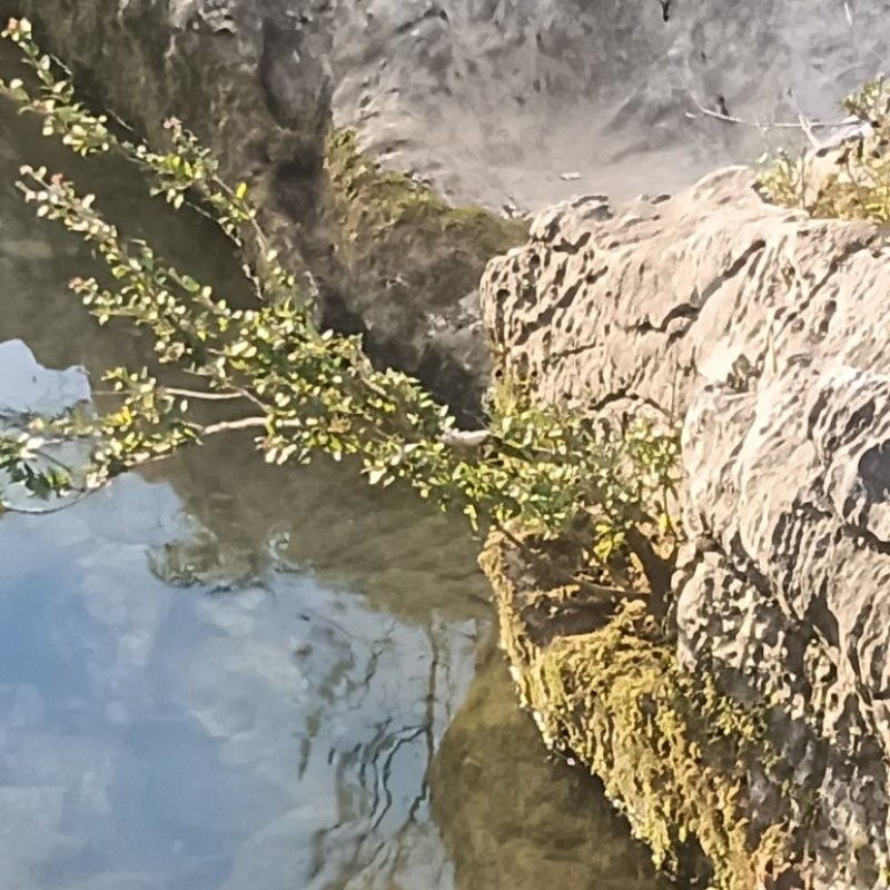 水杨梅老桩白皮