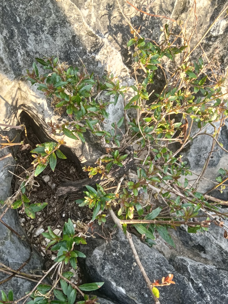 水杨梅老桩白皮