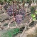 精品茉莉香葡萄上市了榆树市葡萄基地一手货源全国发货