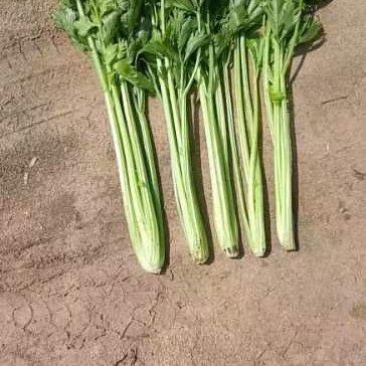 中细棵芹菜