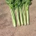 中细棵芹菜