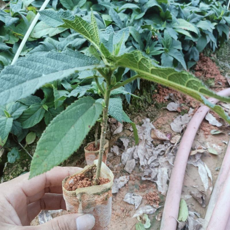 广西优质五指毛桃杯苗，一手货源，品质有保证，产地直发