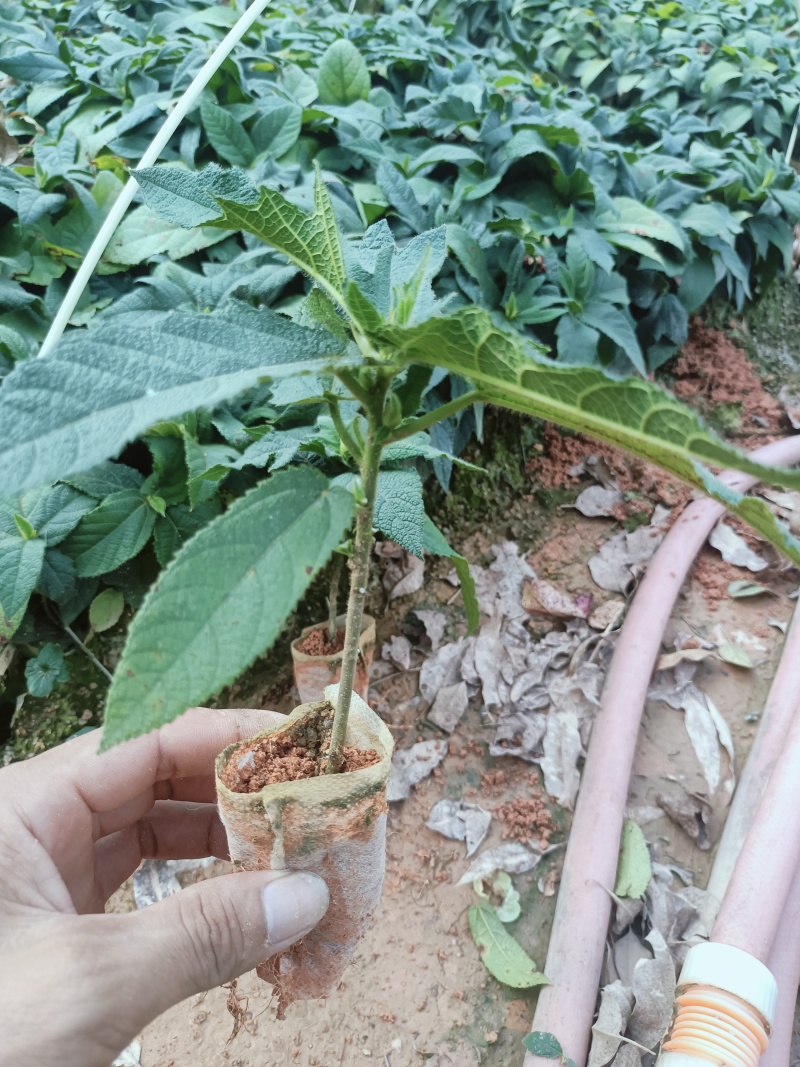 广西优质五指毛桃杯苗，一手货源，品质有保证，产地直发
