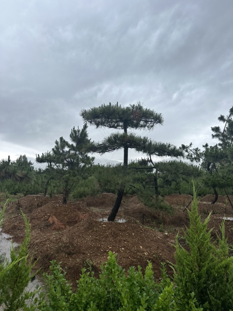 造型黑松批发供应
