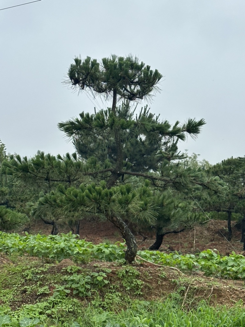 造型黑松批发供应