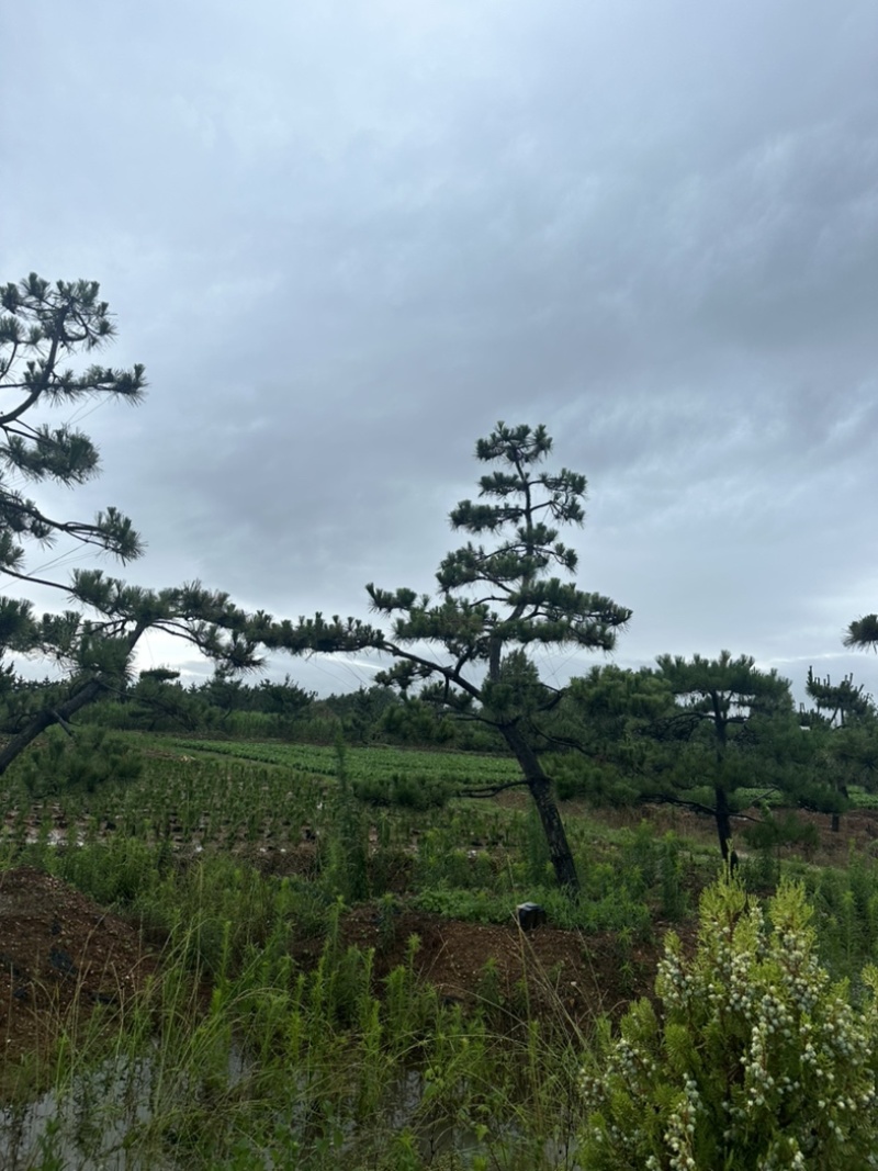 造型黑松批发供应