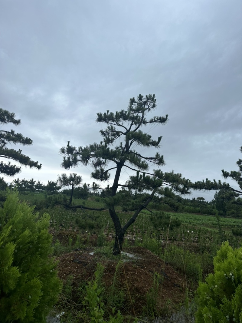 造型黑松批发供应