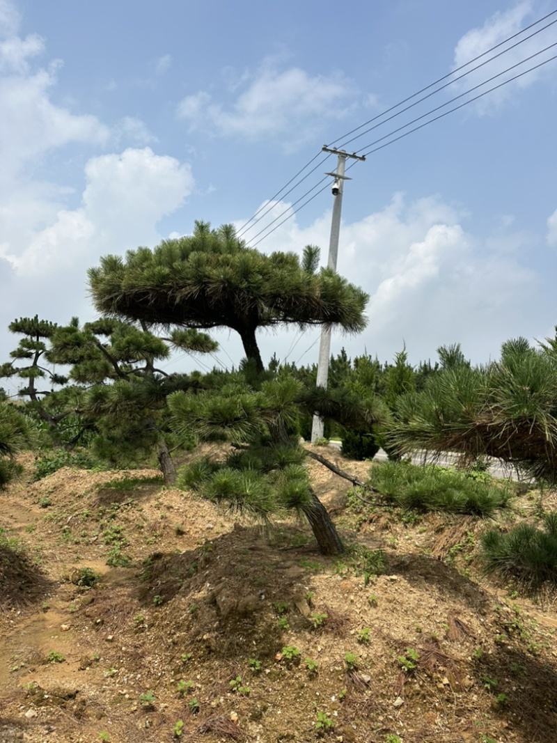 造型黑松批发供应