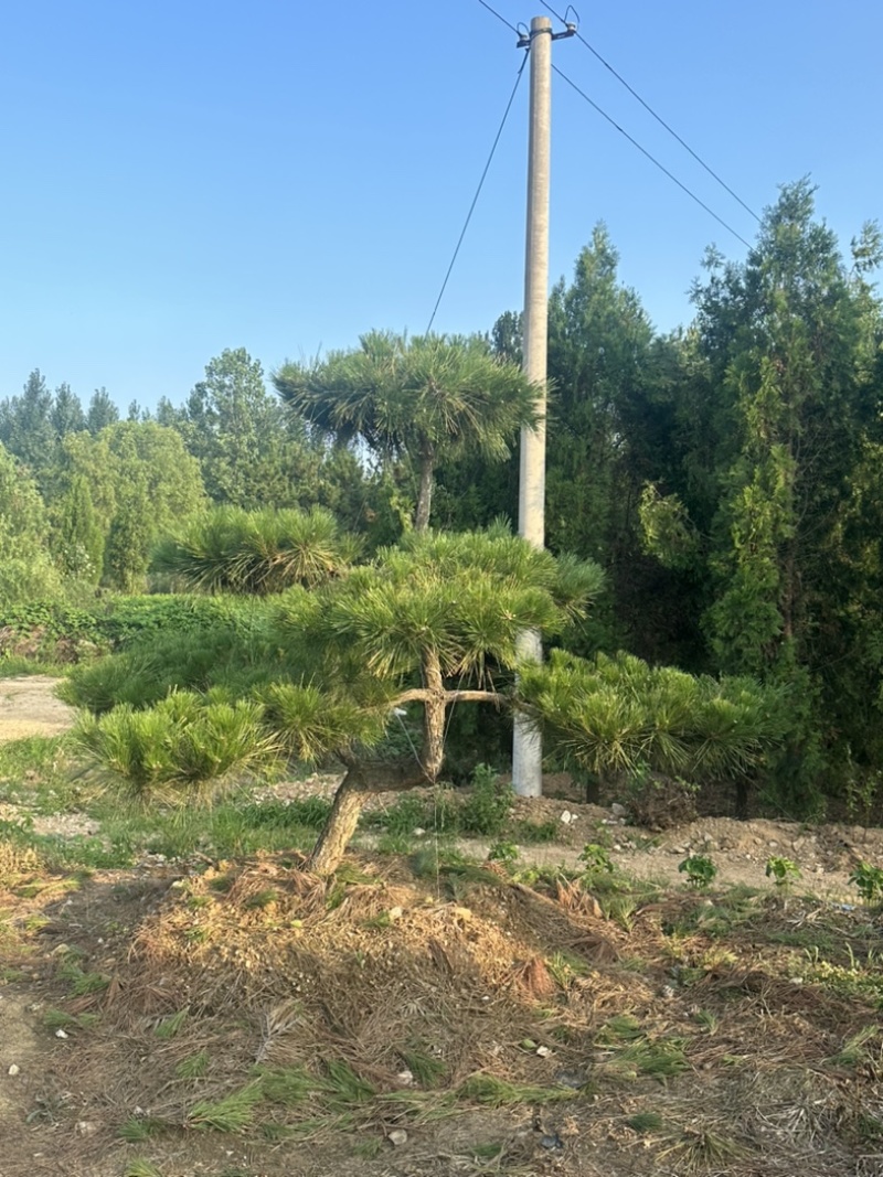 造型黑松批发供应