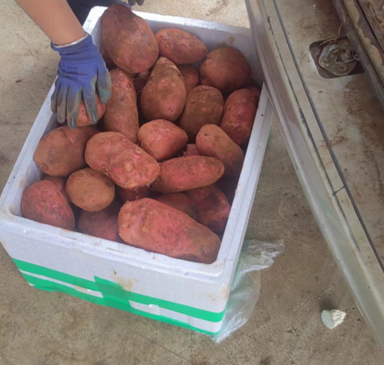 现代化仓库内,工人正在打包226马铃薯,使用定制瓦楞纸箱,每箱10公斤,外包装印有二维码溯源信息、品牌LOGO和‘非转基因·高原生态薯’宣传语;叉车将成垛纸箱运往停靠的冷链货车,准备发往华东市场 226马铃薯包装与物流发货场景