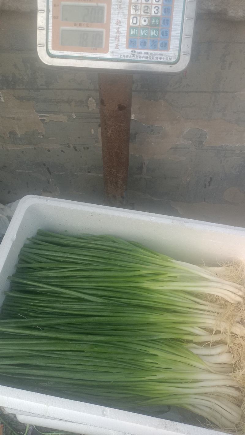 香葱大量上市中
