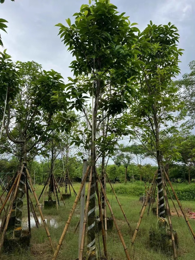 骨架白玉兰10～25公分产地直发规格齐全质量保证